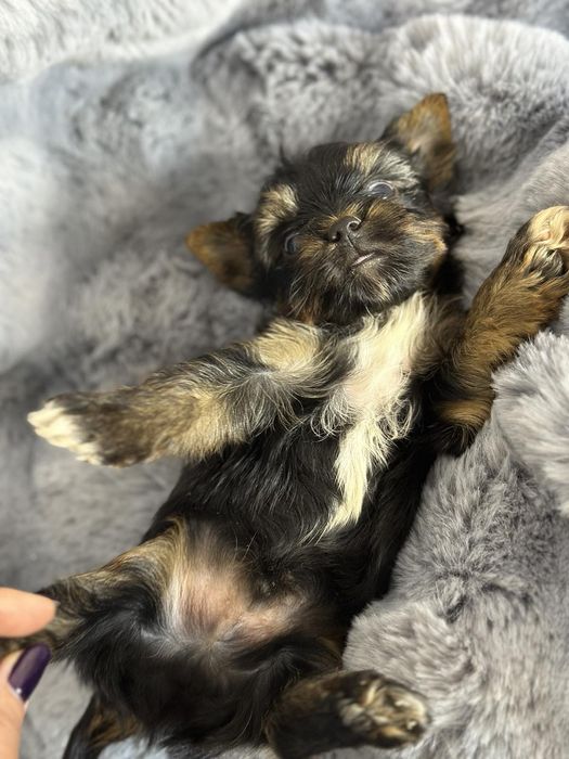 Йоркширски териер