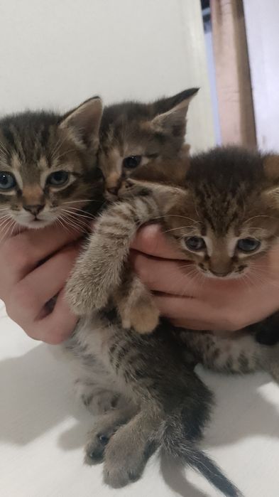 Отдам котят в хорошие руки