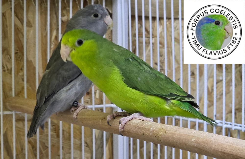 Papagali sociabili Forpus