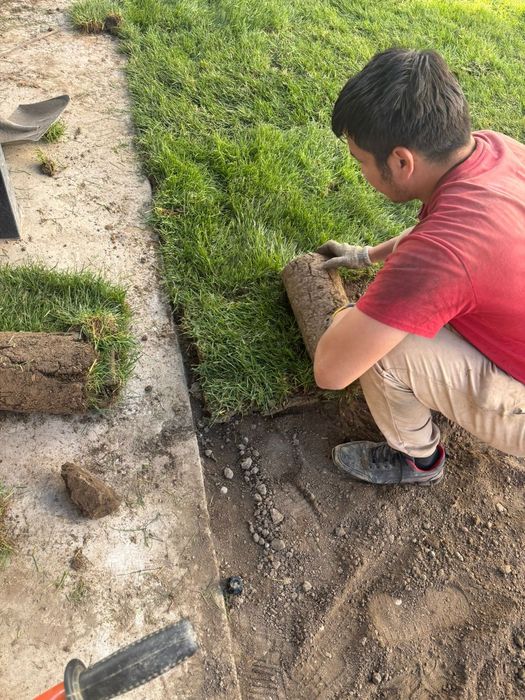 Газон живой рулонный премиум качества доставка с укладкой