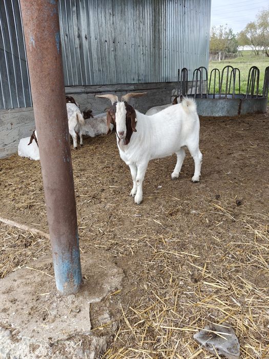 Vand tap alpin francez si boer