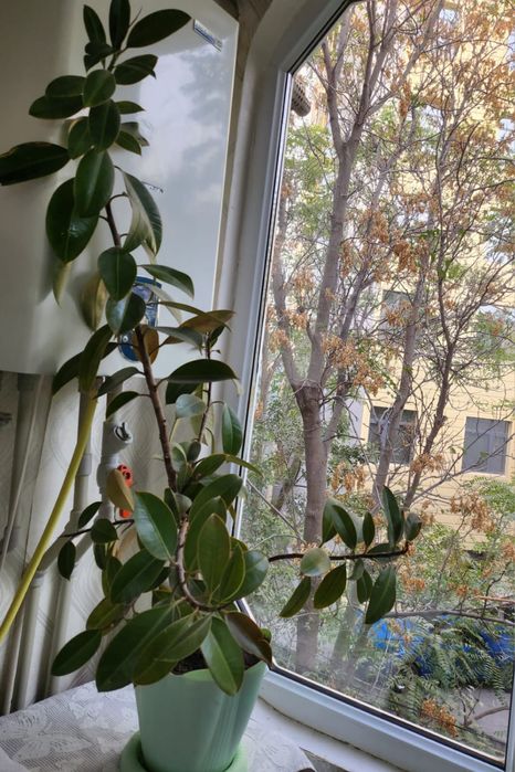 Комнатное растение. Цветок фикус