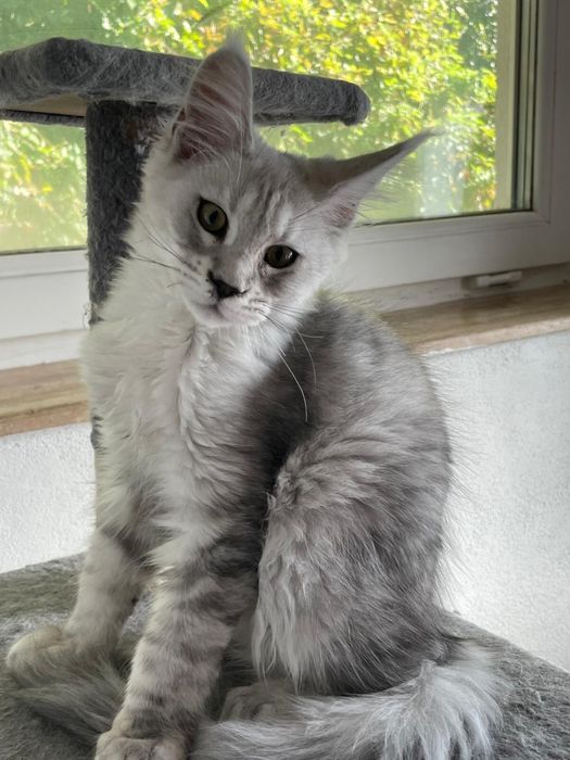 Pui Maine Coon pedigree 4 luni black smoke si pale black