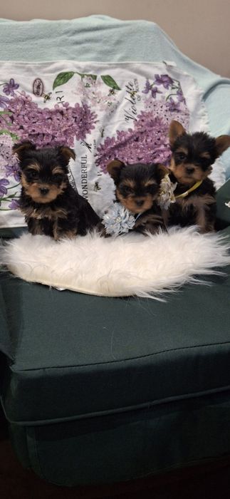 Йоркширски териер.Йорки