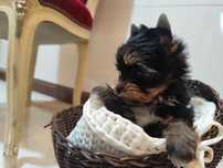 Yorkshire terrier