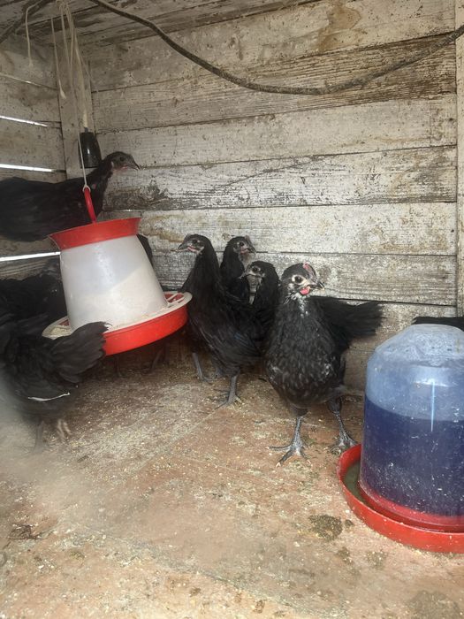 Puicute Australorp negru