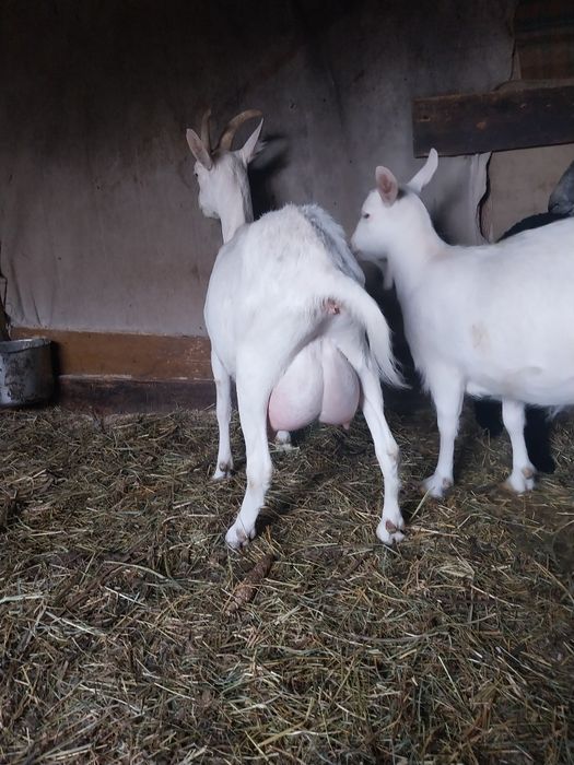 Capre zanen de vânzare