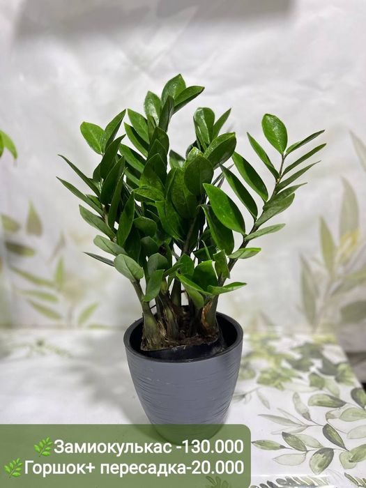 Замиокулькас, Аукуба Диффинбахия, Калатея и др