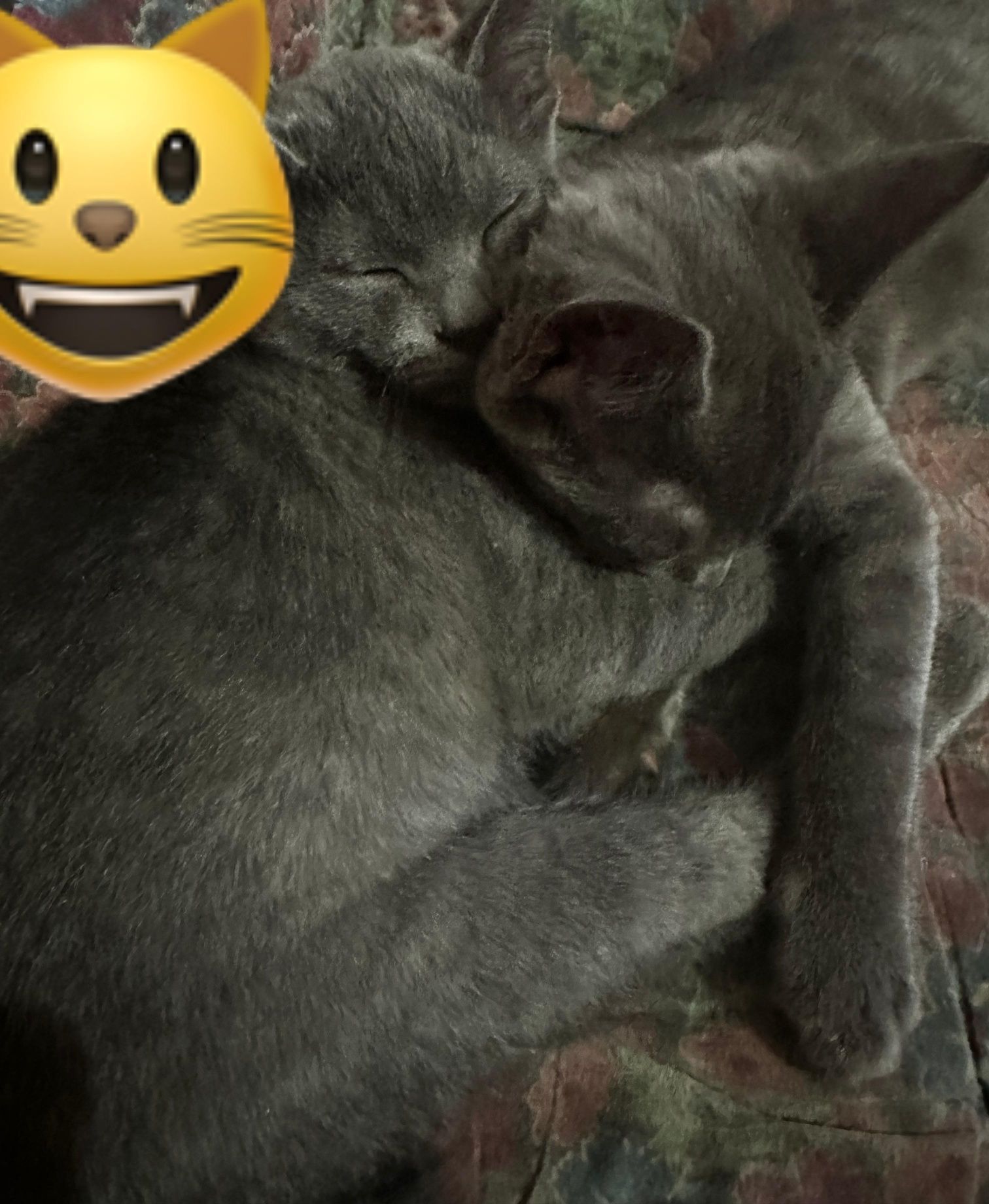 Котяты ищут уютный дом