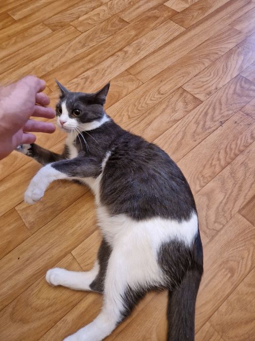 Отдам в добрые руки коша 8 месяцев