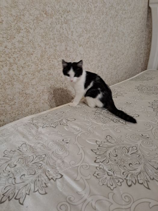 Кішкентай мысық бар ұрғашы