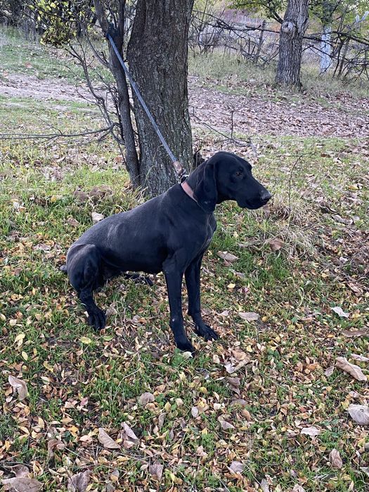 Курцхаар за трюфели