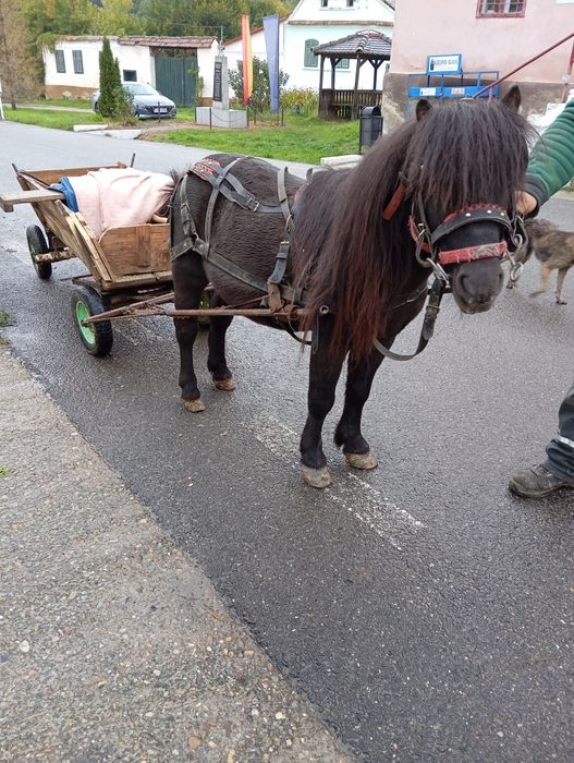 Vând ponei cuminte