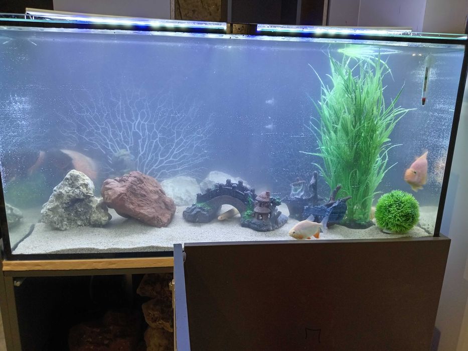 Профессиональная чистка аквариума Aqua life