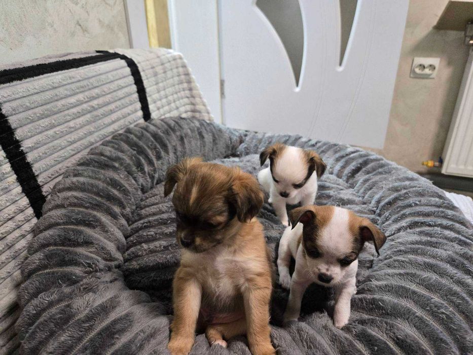 Продавам кученца чихуахуа