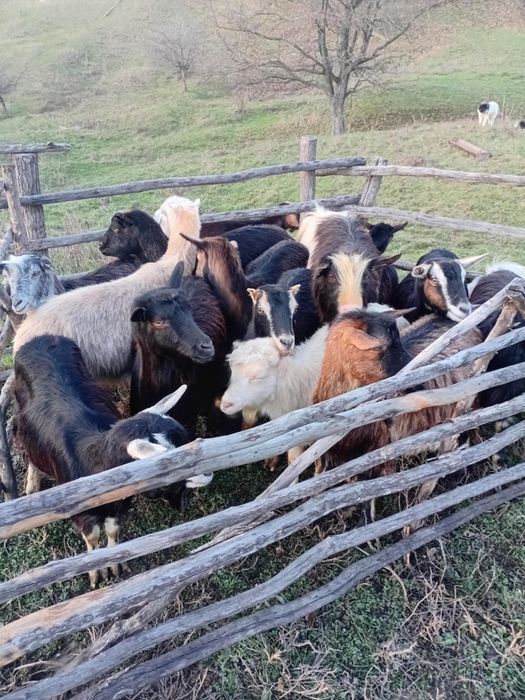 Vând 15 capre și un țap