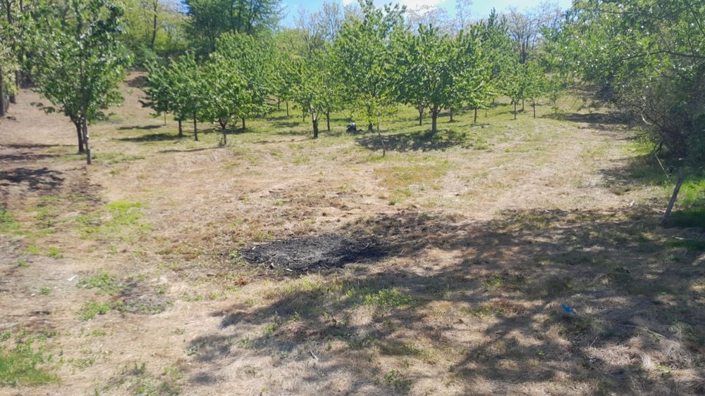 Vând livadă cu cireși 3861 mp  Sat Curpen,Com Stănesti