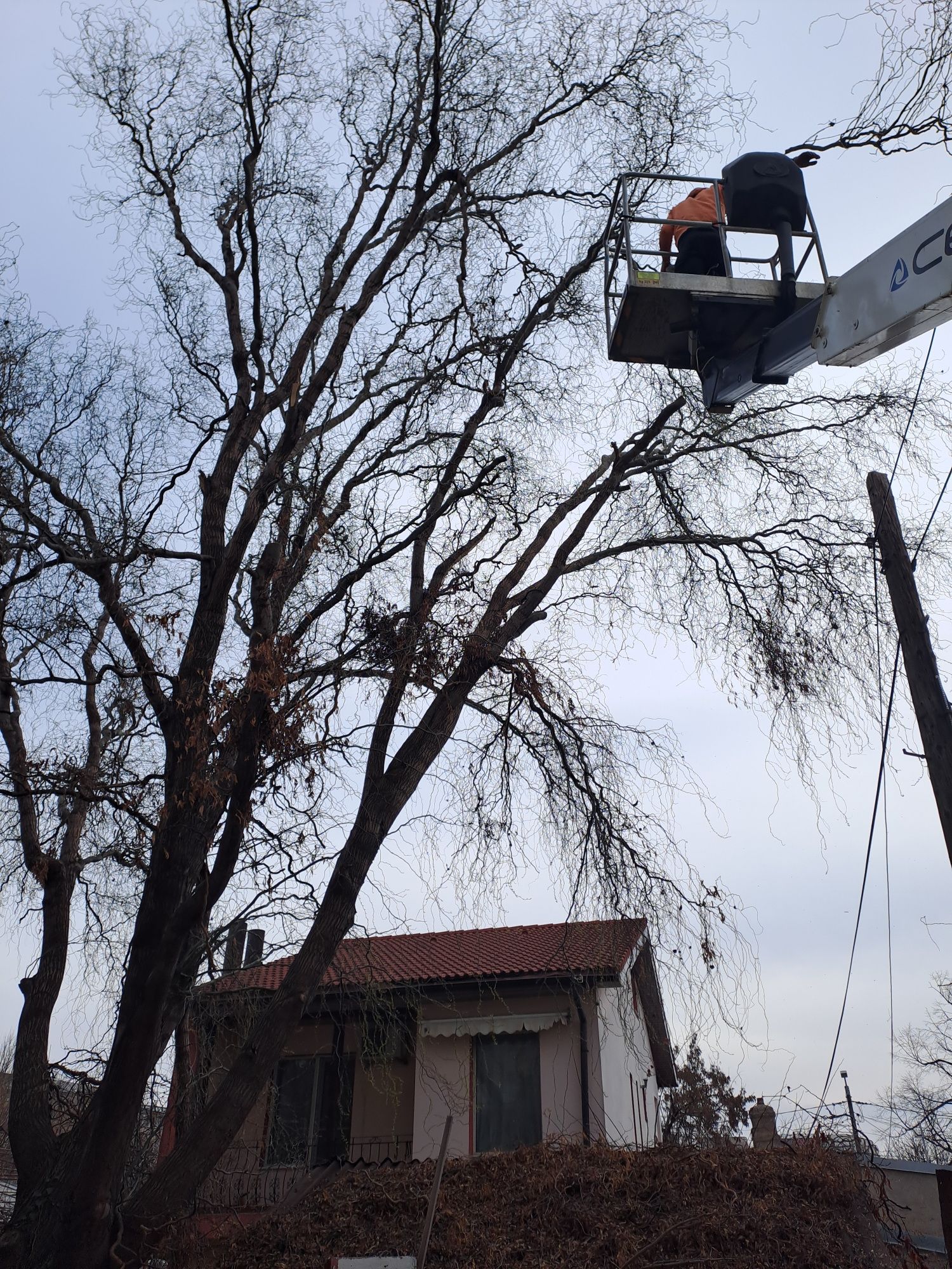 Curățare Grădini/Defrișare/Tăiere Arbori.