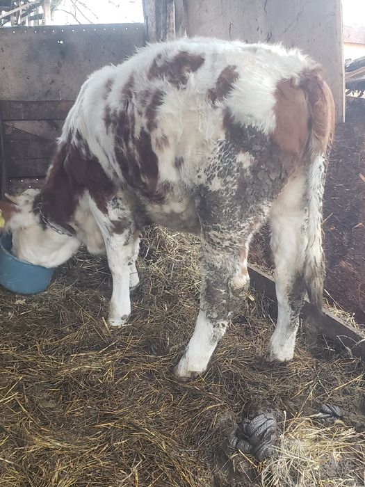 Vand viteaaa mai multe detalii în descrieree