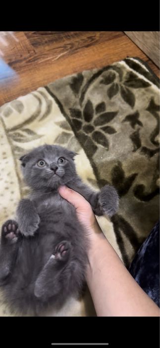 Скотиш фолт 1 ярим ойлик