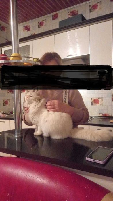 потерялся Ангорский кот