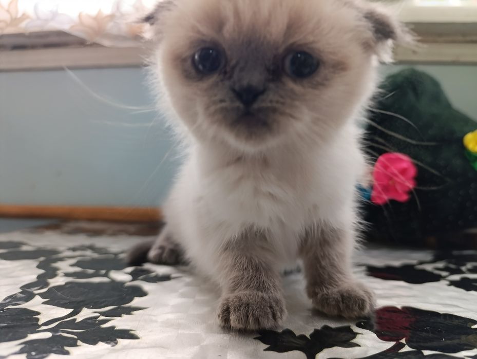 Продаётся котята породистые