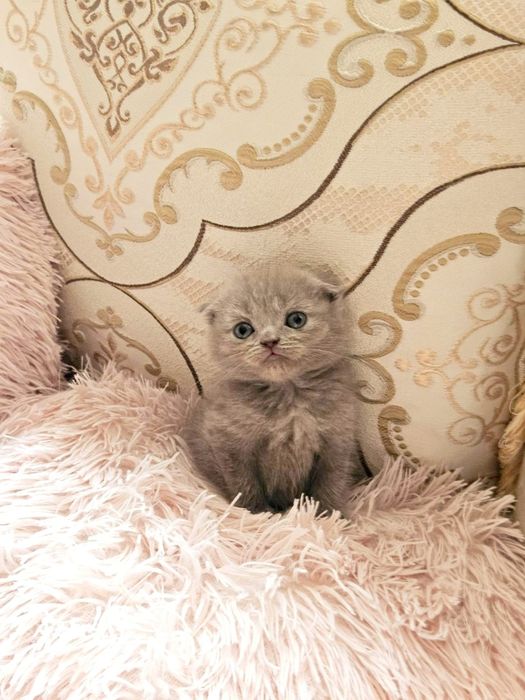 Шотлански и британски късокосместа