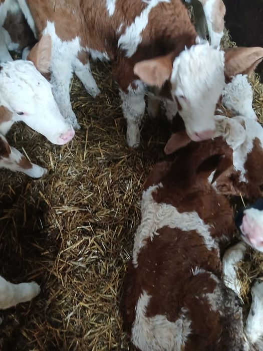 Vand vitei /vitele baltate