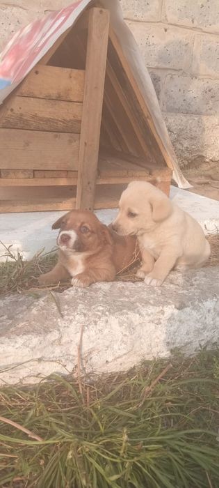 Щенки звонки в дом бесплатно