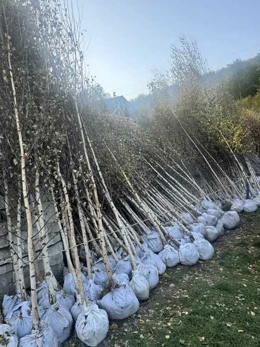 Platan, mesteacăn alb și arțar – alegerea perfectă pentru decor