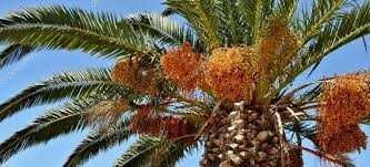 Продавам семена от студоустоичиви палми - 5 вида