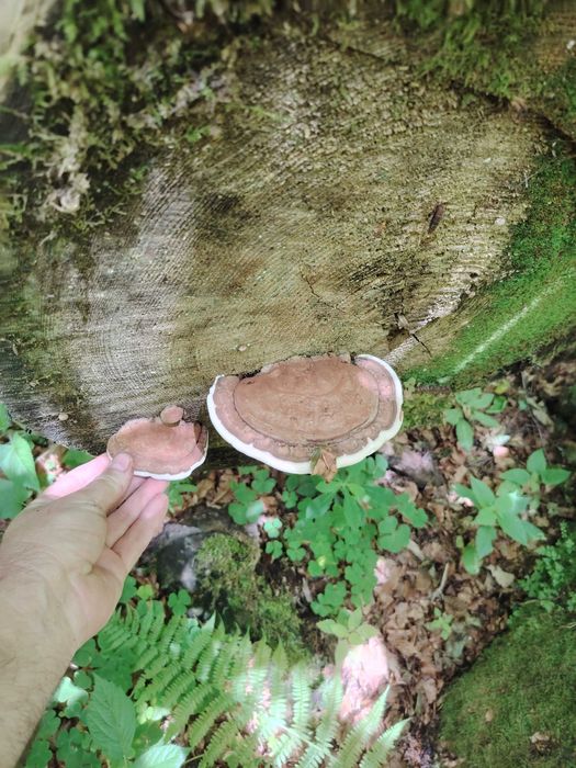 Ciuperci medicinale, GANODERMA, FOMITOPSIS Pinicola, Phellinus bucati