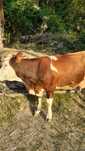 Vaca baltata cu vitel