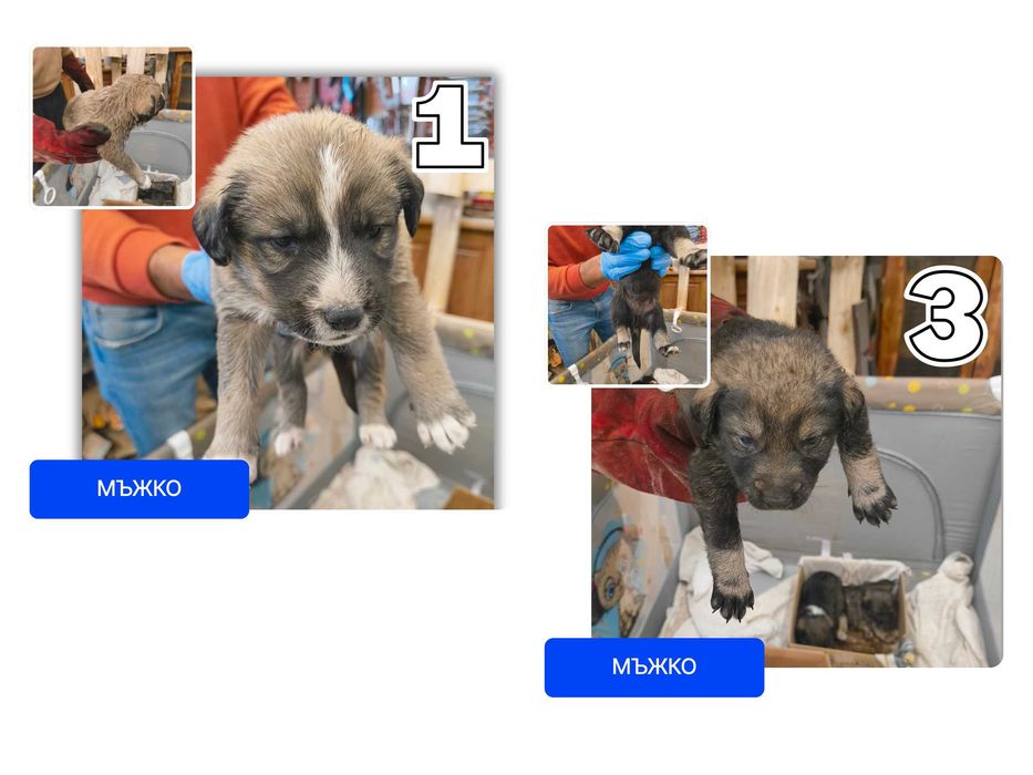 Подарявам кученца (6 броя)