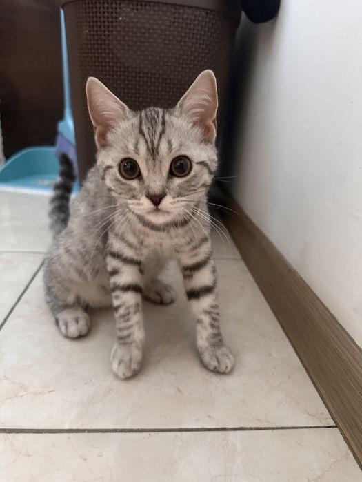 Котята шотландка+британец