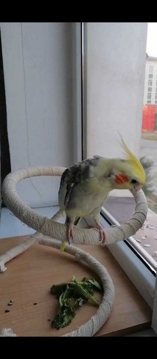 Прадаётся папугай говарший корилла