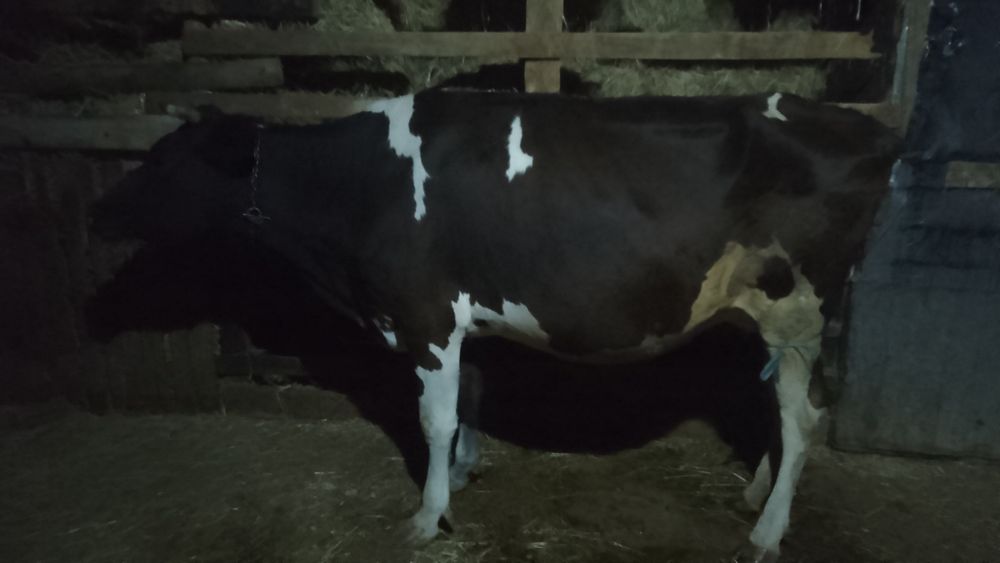 Vând Vacă holstein