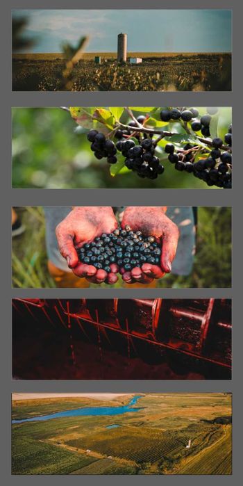 Suc Aronia  Ecologic Angro direct de la producător
