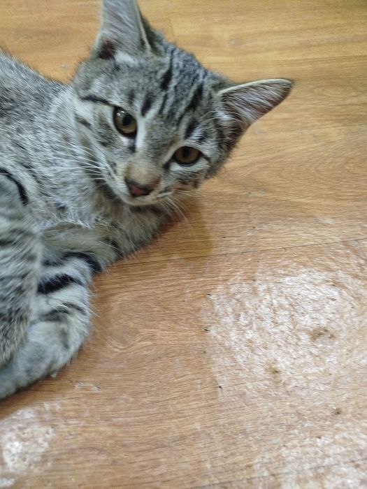 Мушукчалар хадяга берилади