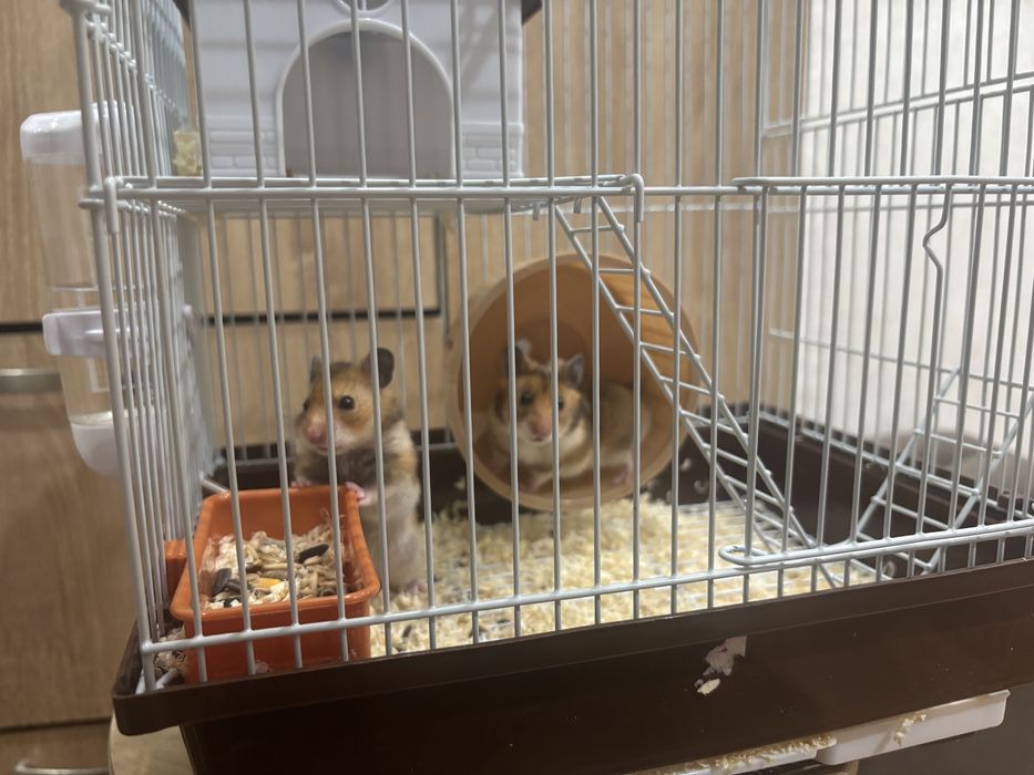 Отдам в хорошие руки бесплатно