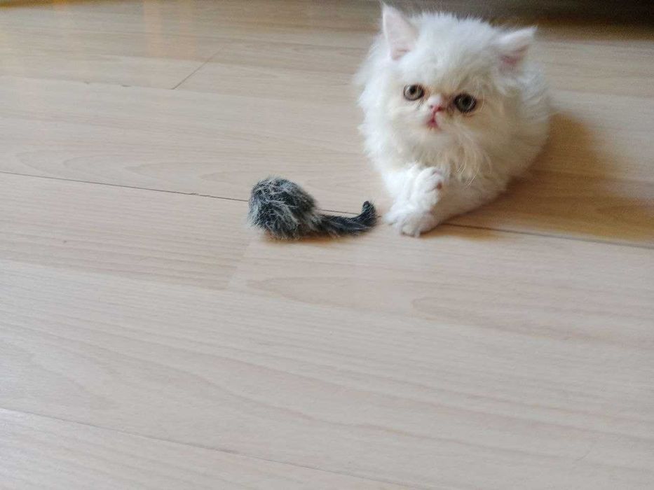 Персидский БЕЛЫЙ кот на вязку