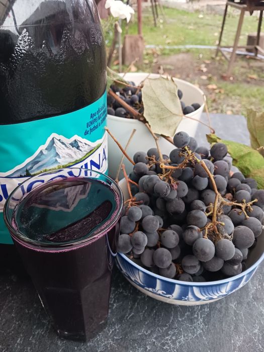 Must de vanzare din struguri Izabella