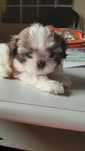 Shih-tzu talie mica