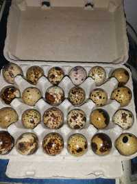 Oua de prepeliță pentru incubat