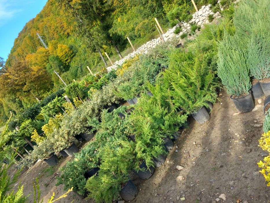 Plante ornamentale la preț de producător