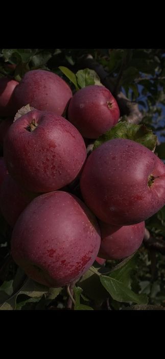 VÂND MERE IDARET 3,80 lei kg Mutiu Florina 3,30lei kg