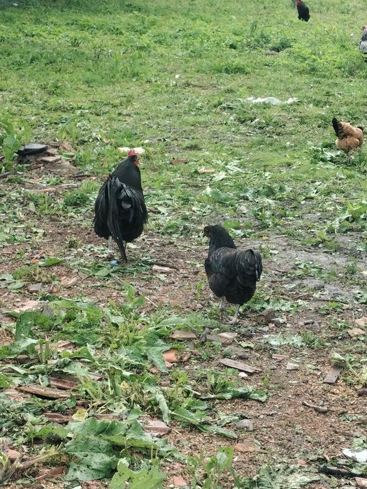 Vând o famile de vorwerk 1+3 și 2 cocoși austrolop și 4 găini