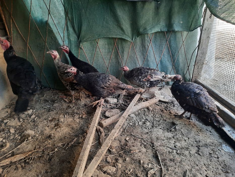 5та мода 1та нар курка сотилади биржоя 350000 сумдан