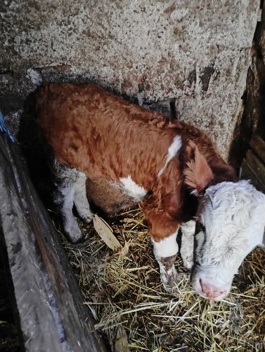 Vand 2 vitei taurasi