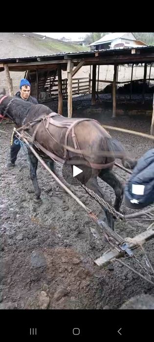 Vând cal castrat !!